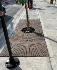 Chicago tree grates on sidewalk